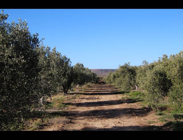 15HA FARM FOR SALE IN PRINCE ALBERT RURAL